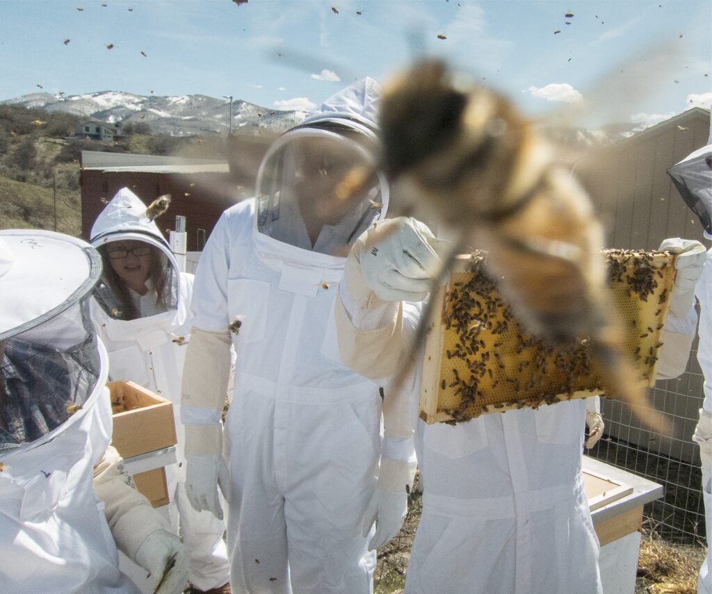 Student Beekeeping Club at work with hives